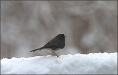 Snowbird kicking up the snow