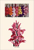 Garden Bulbs In Color (19), 1938/1945