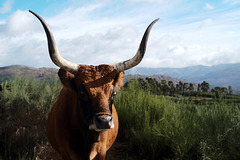 Serra da Peneda, Vaca barrosã