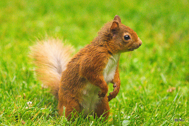 Red Squirrel