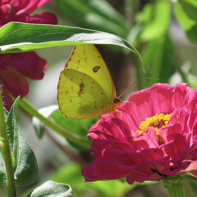 Clouded sulfur butterfly on zinnia