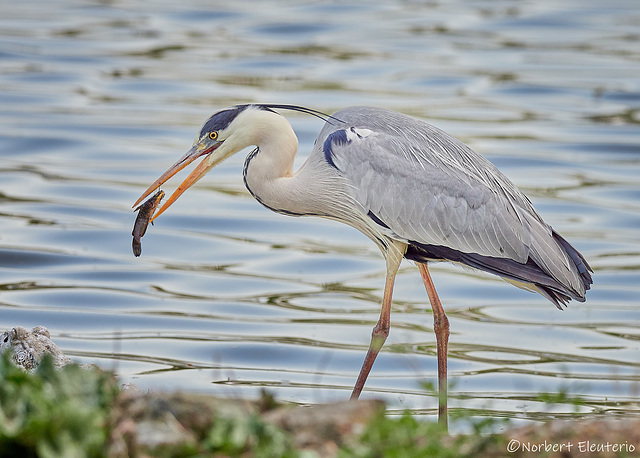 Heron - Avec un Poisson chat