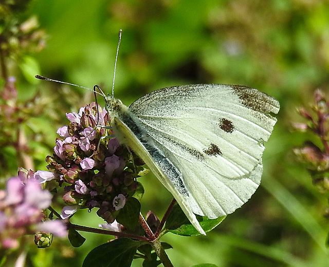 20210717 1774CPw [D~LIP] Dost (Oreganum vulgare), Kleiner Kohlweißling (pieris rapae), Bad Salzuflen