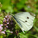 20210717 1774CPw [D~LIP] Dost (Oreganum vulgare), Kleiner Kohlweißling (pieris rapae), Bad Salzuflen