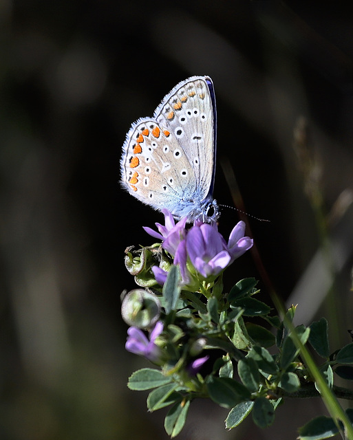 Monsieur Polyommatus icarus