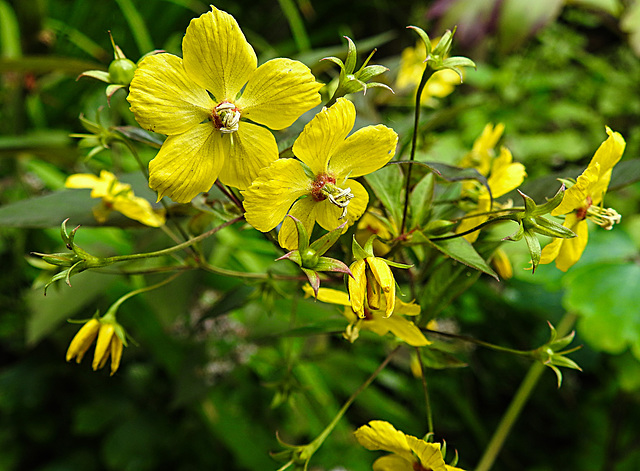 20230723 3061CPw [D~LIP] Bewimperter Felberich (Lysimachia ciliata), UWZ, Bad Salzuflen