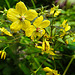 20230723 3061CPw [D~LIP] Bewimperter Felberich (Lysimachia ciliata), UWZ, Bad Salzuflen