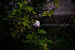 november rose