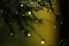 Wald-Bokeh ;-)