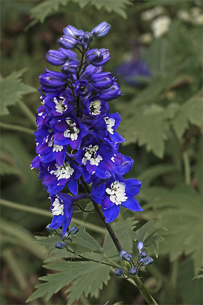 Blue with White - Delphinium