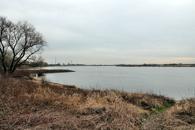 Rheinufer nahe des Kraftwerks Voerde (Voerde-Möllen) / 4.03.2017