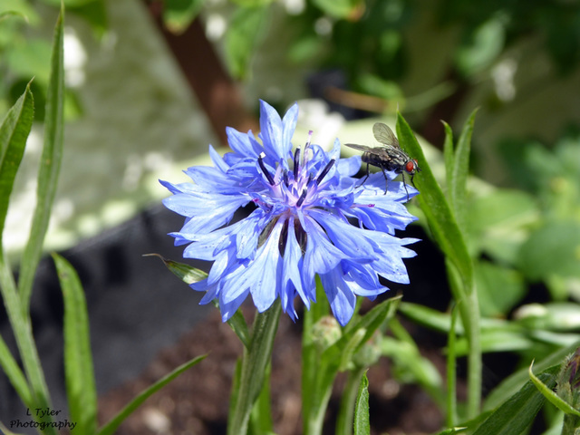 Cornflower & Fly