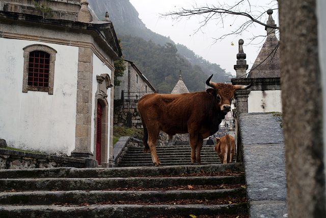 Serra da Peneda, Senhora da Peneda, Vacas  barrosã