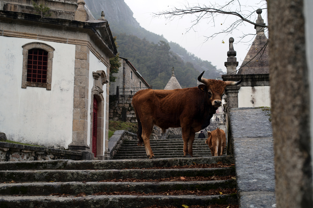 Serra da Peneda, Senhora da Peneda, Vacas L1005549