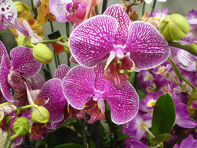 Orchidée colorée