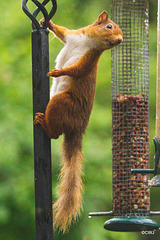 Red Squirrel