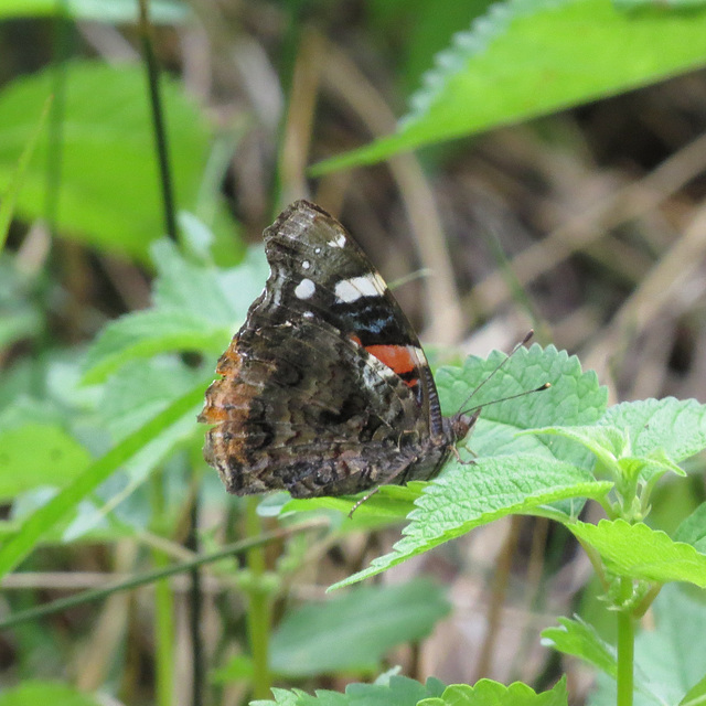 Red admiral butterfly