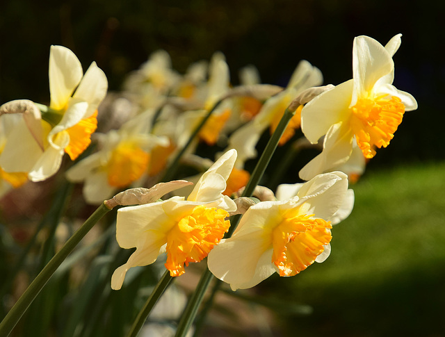 More Daffodils!