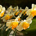 More Daffodils!