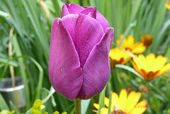 jardin 9 avril, pas de Fanfan !