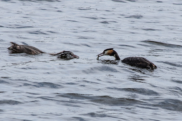 Great Crested Grebe Feeding Time-1700