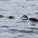 Great Crested Grebe Feeding Time-1700