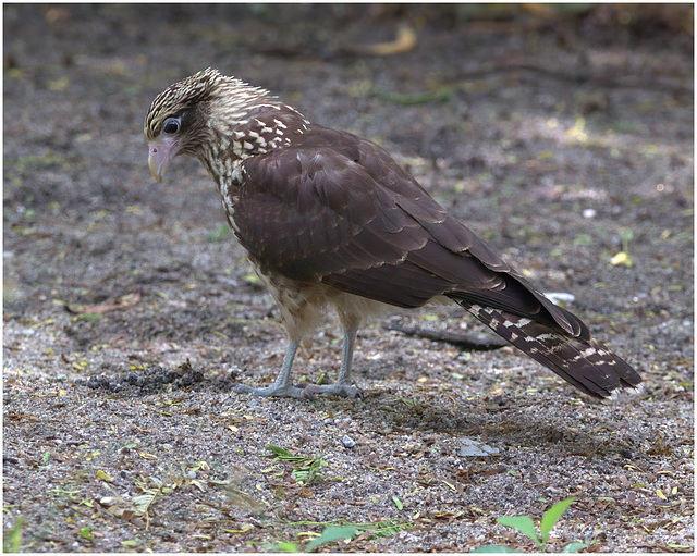 EF7A2080-topaz-denoiseraw-sharpen -1hawk