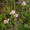 Rötliches Katzenpfötchen (Antennaria dioica) PicinPic