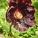 20230723 3062CPw [D~LIP] Stockrose (Alcea rosea), UWZ, Bad Salzuflen