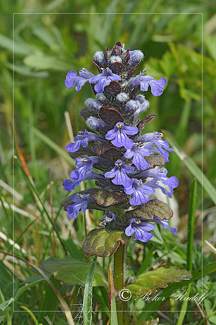 Közönséges ínfű (Prunella vulgaris)