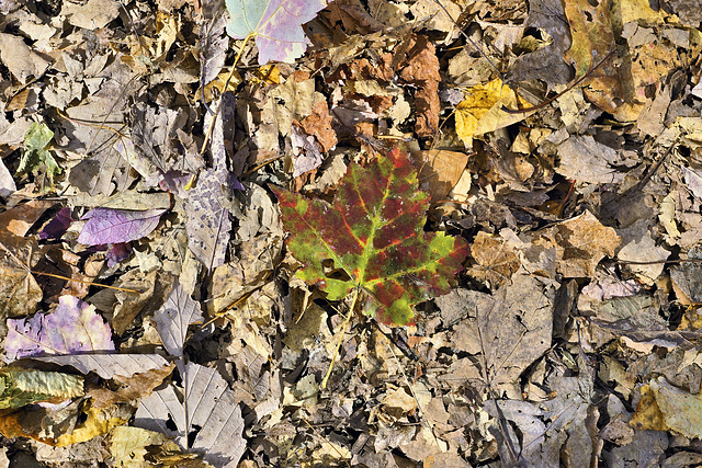 A Last Splash of Colour – Cunningham Falls State Park, Thurmont, Maryland