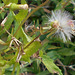 DSCN1634b - mata-pasto Erechtites valerianifolius, Asteraceae