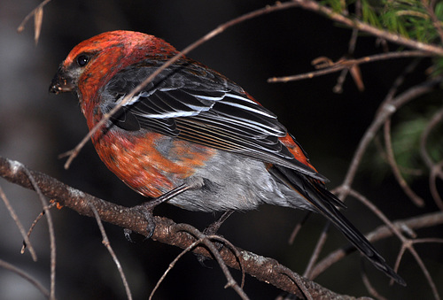 Perce pine grosbeak MONT ST ANNESDSC 5495 x