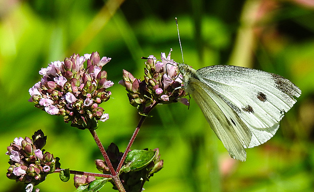 20210717 1775CPw [D~LIP] Dost (Oreganum vulgare), Kleiner Kohlweißling (pieris rapae), Bad Salzuflen