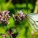 20210717 1775CPw [D~LIP] Dost (Oreganum vulgare), Kleiner Kohlweißling (pieris rapae), Bad Salzuflen