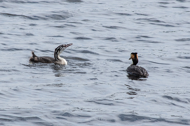 Great Crested Grebe Feeding Time-1701