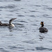 Great Crested Grebe Feeding Time-1701