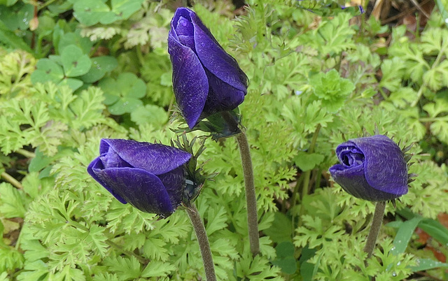 Bleues, elles seront !