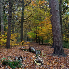 Autumnal woodland walk