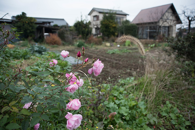 Roses in December