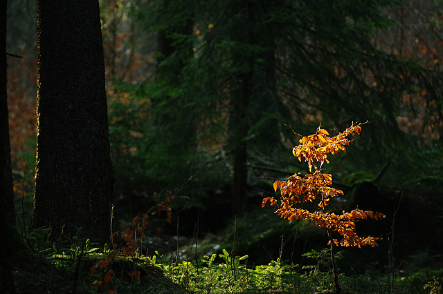 schon wieder Herbst?