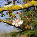 Fleurs de cerisier japonais.