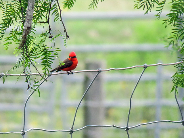 Day 5, Vermilion Flycatcher, King Ranch, Norias Division, South Texas