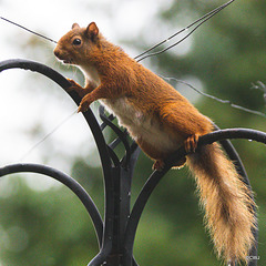 Red Squirrel