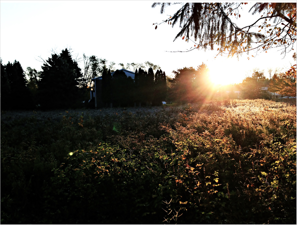 Sunrise over a meadow