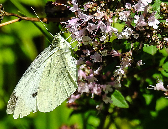 20210717 1776CPw [D~LIP] Dost (Oreganum vulgare), Kleiner Kohlweißling (pieris rapae), Bad Salzuflen