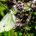 20210717 1776CPw [D~LIP] Dost (Oreganum vulgare), Kleiner Kohlweißling (pieris rapae), Bad Salzuflen