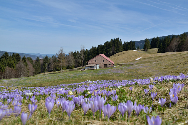 Krokusblüte