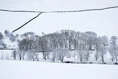 an Island of trees in a sea of snow