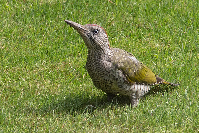 20150820 8488VRAw [D~RI] Grünspecht (Picus viridis), Rinteln